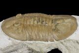 Valdaites Trilobite From Russia - Rare Species #165439-2
